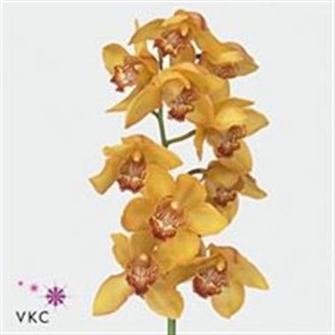 Cymbidium Yellow River Esther