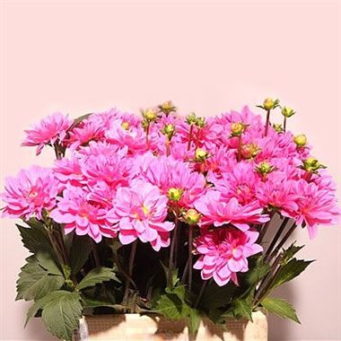 Dahlia Onesta
