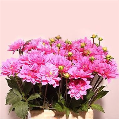 Dahlia Onesta
