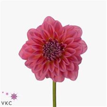 Dahlia Pink Runner
