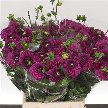Dahlia Purple Fox
