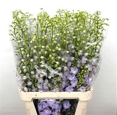 Delphinium Candle Lavender Shades
