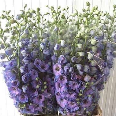 Delphinium Delphis Starlight