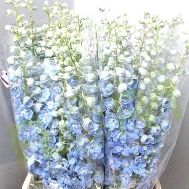 Delphinium Dewi Boy