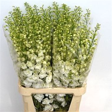 Delphinium du. Candle White Shades