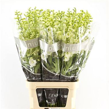 Delphinium du. Centurion White