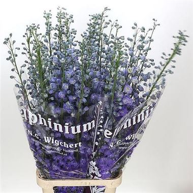 Delphinium Dewi Amsterdam