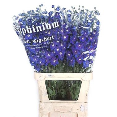 Delphinium Dewi Blue Star