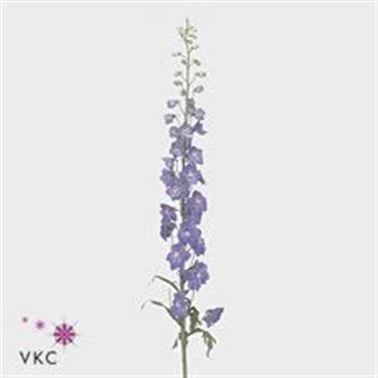 Delphinium Guardian Blue