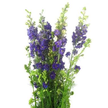 Delphinium aja. Larkspur Blue 80cm