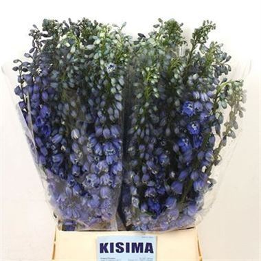 Delphinium Triton Dark Blue (short)