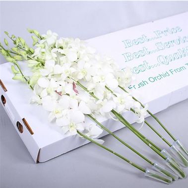 Dendrobium Orchid Madame Pompadour white