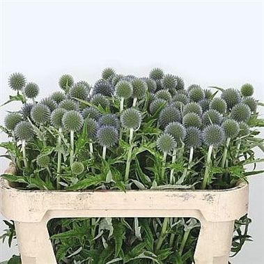 Echinops Blue Globe