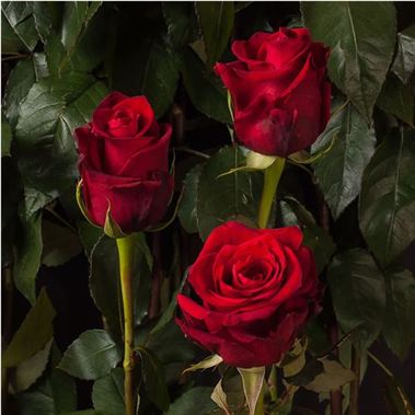 Devotion Rose Rose Devotion Ecuador | Wholesale Flowers & Florist Supplies UK