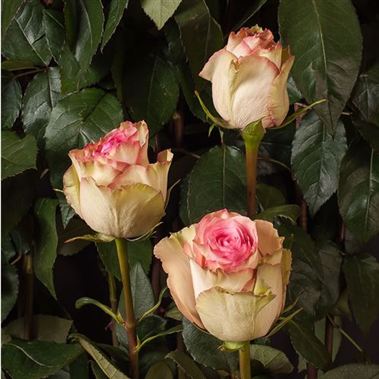 rose esperance ecuador wholesale flowers florist supplies uk