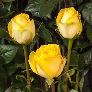 Rose Latina Ecuador | Wholesale Flowers & Florist Supplies UK