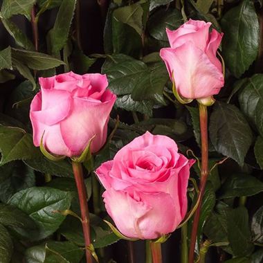 Rose Martina