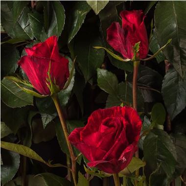 Rose Red Intuition