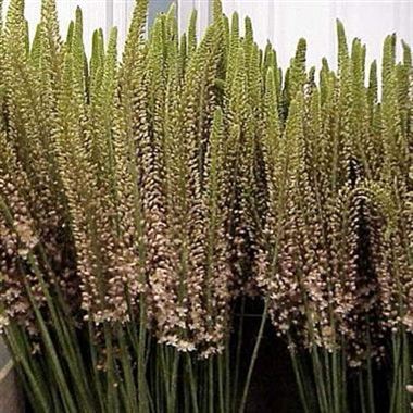 Eremurus Pink