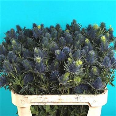 Eryngium (Thistle) supernova