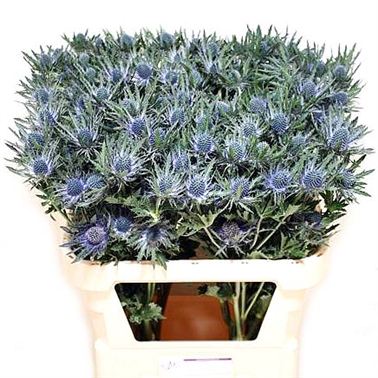 Eryngium (Thistle) orion questar