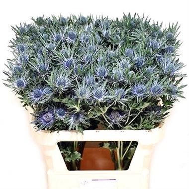 Eryngium (Thistle) Orion Questar