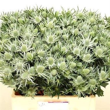 Eryngium (Thistle) sirius questar