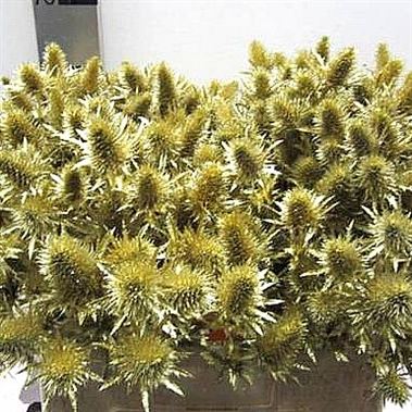 Eryngium Supernova Dyed Gold