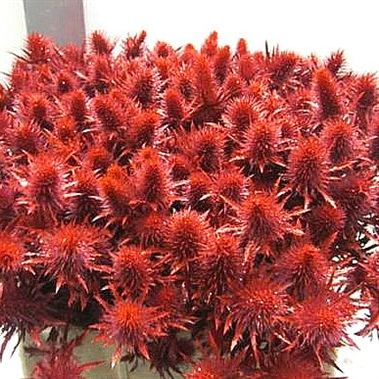 Eryngium supernova dyed red