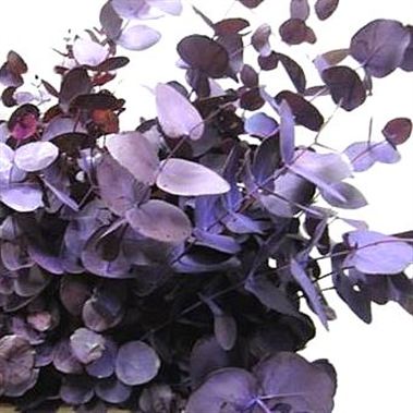 Eucalyptus Cinerea Dyed Aubergine