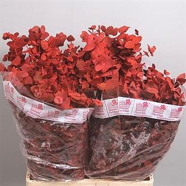 Eucalyptus Dyed Red