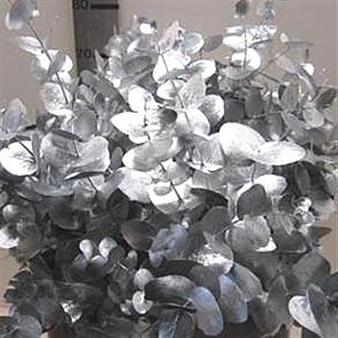 Eucalyptus Dyed Silver
