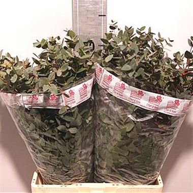 Eucalyptus gunnii 200gm