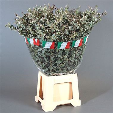 Eucalyptus Gunnii