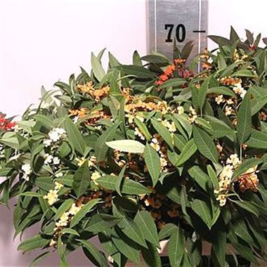 Euphorbia Fulgens Mixed