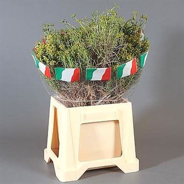 Euphorbia Spinosa Short