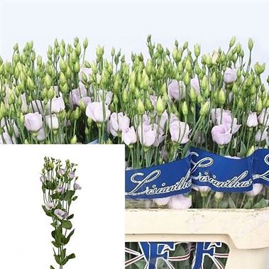 Eustoma Lisianthus Fioretti Lavender