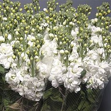Stocks Fantasy White