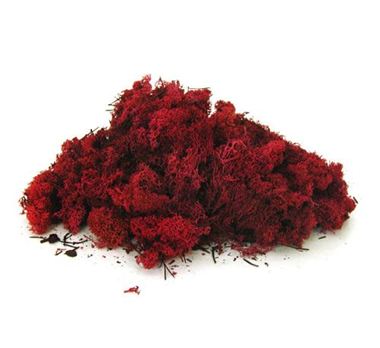 Reindeer Moss - Red (Preserved)