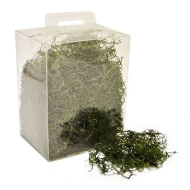 Forest Moss - Green