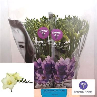 Freesia ambiance single