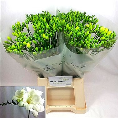 Freesia ambassador single