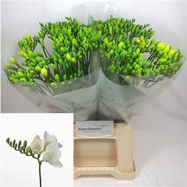 Freesia anouk single