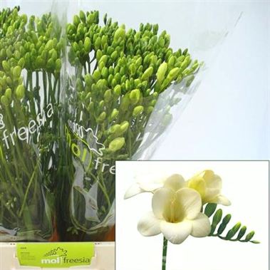 Freesia bellina single
