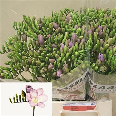 Freesia blue moon single