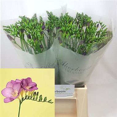 Freesia castor single