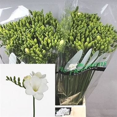 Freesia Corvette Single