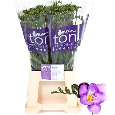 Freesia delta river single