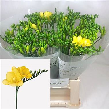 Freesia destiny single