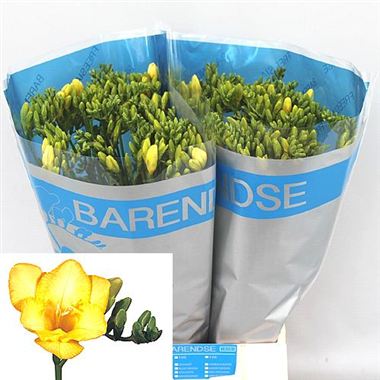 Freesia Dukaat Single